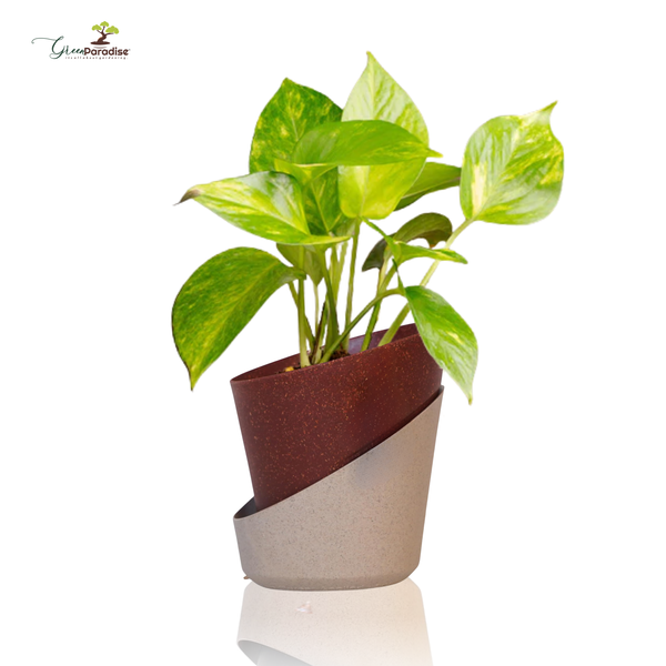 Green plant in a decorative pot on a white background