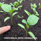 Green Paradise® Green Brinjal F1 Hybrid Seeds Pack