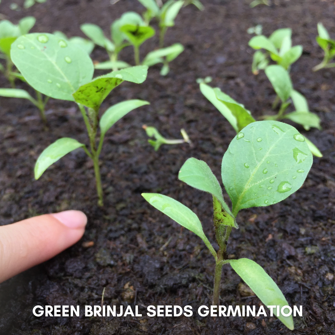 Green Paradise® Green Brinjal F1 Hybrid Seeds Pack