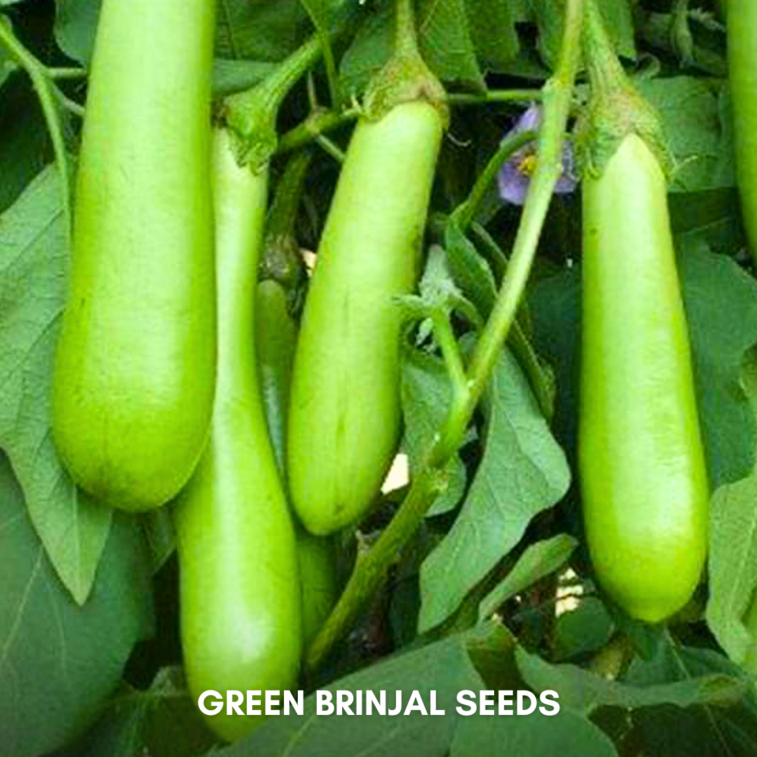 Green Paradise® Green Brinjal F1 Hybrid Seeds Pack