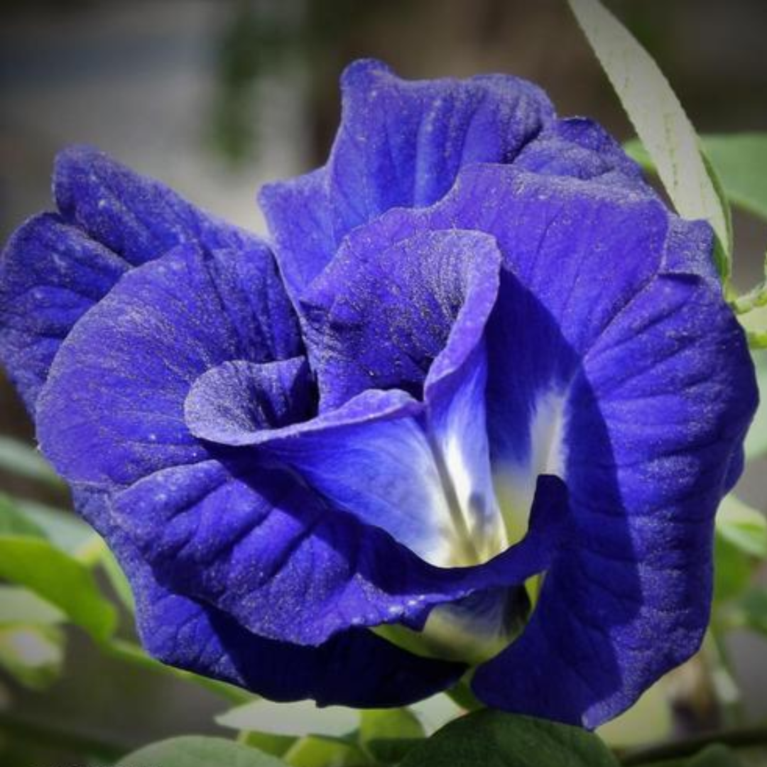 Green Paradise Blue Aparajita Double Petal sapling plant, (clitoria ternate)