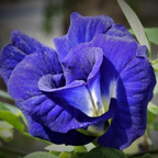 Green Paradise Clitoria Ternatea [Aparajita] Double Petal Butterfly Pea Flower [Pack of 10 Seeds]