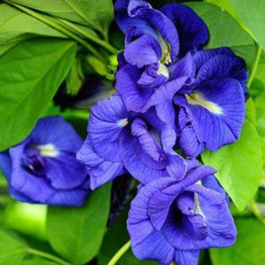 Green Paradise Blue Aparajita Double Petal sapling plant, (clitoria ternate)