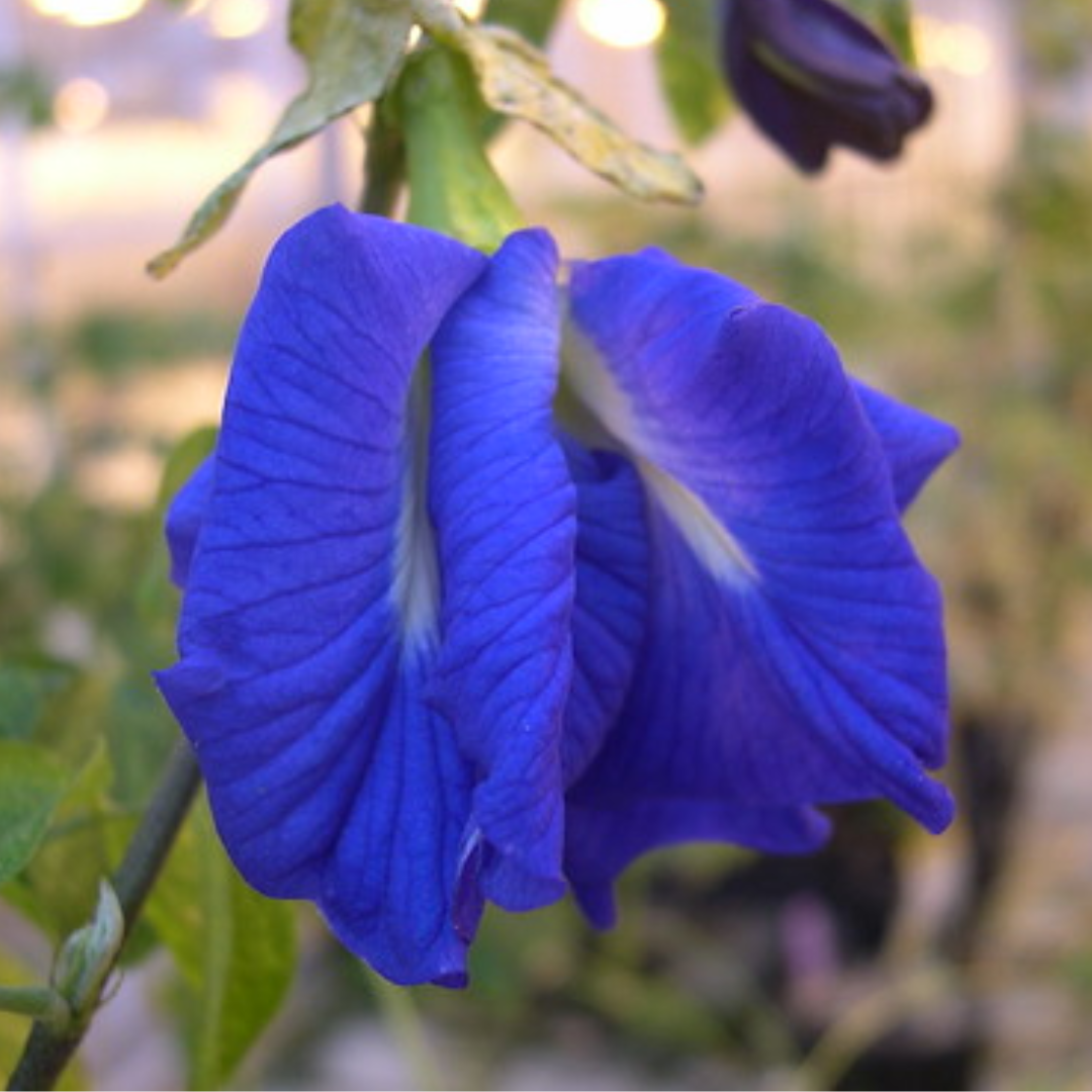 Green Paradise Blue Aparajita Double Petal sapling plant, (clitoria ternate)