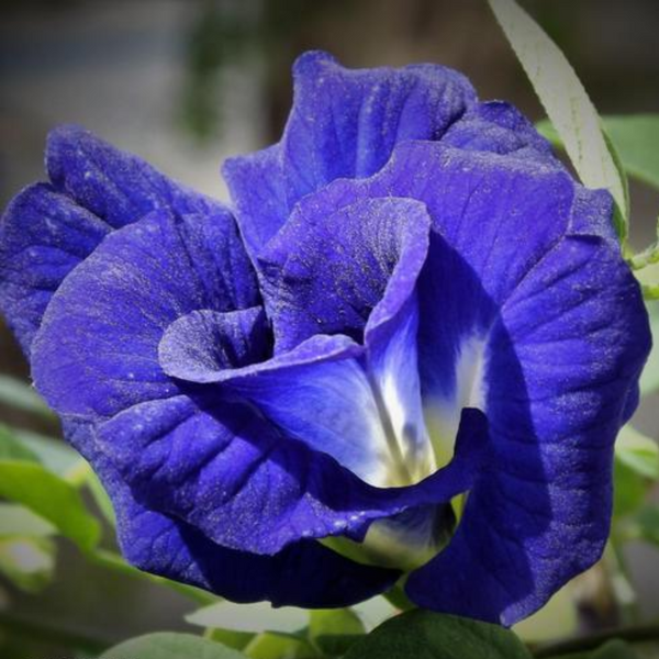 Green Paradise Blue Aparajita Double Petal sapling plant, (clitoria ternate)