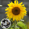 Green Paradise Sunflower seeds F1 Quality Seeds [Pack of 20 seeds]