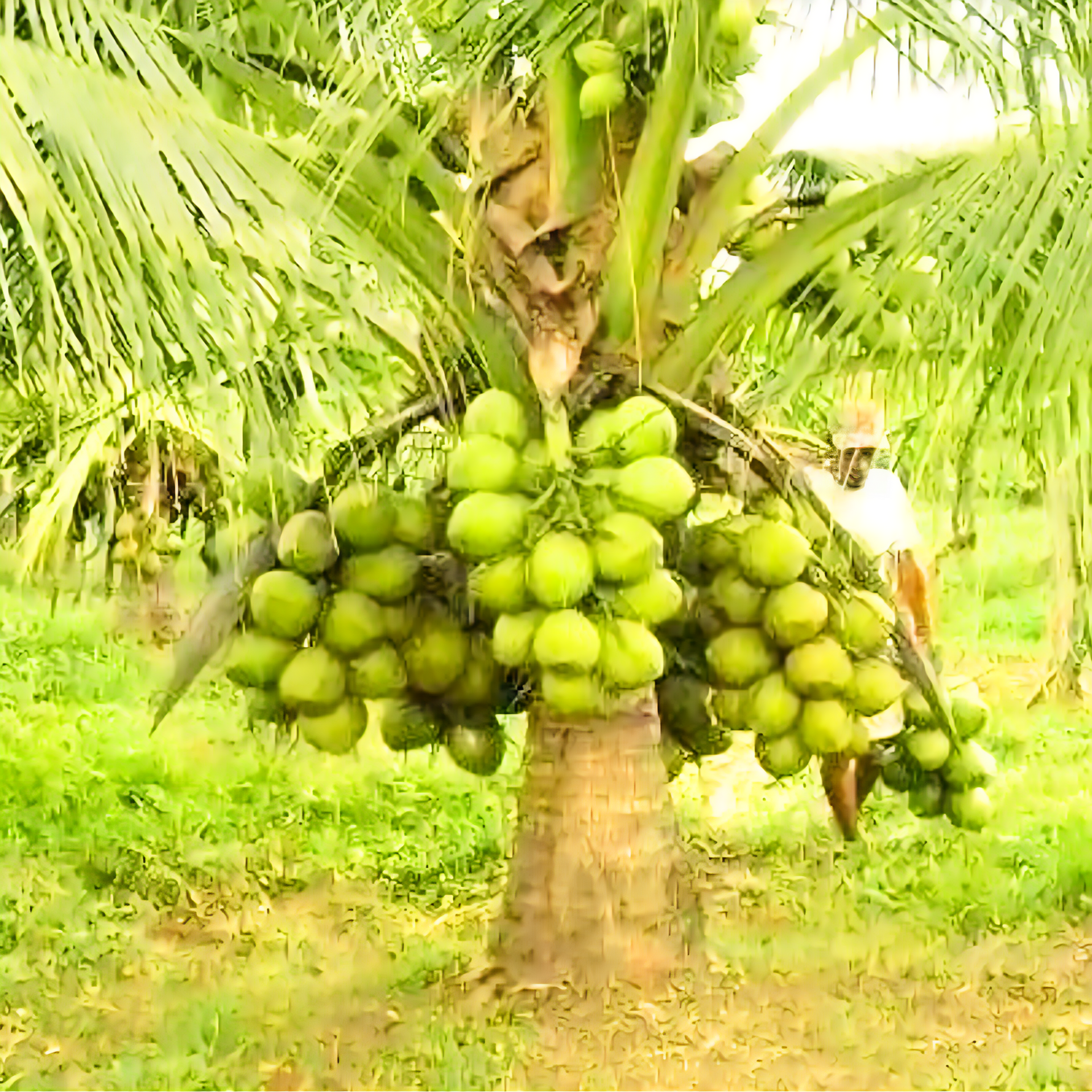 Green Paradise Dwarf Variety Green Coconut Plant