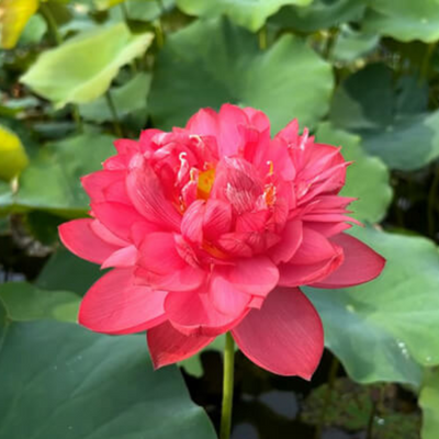 Green Paradise® Pink Lotus Tuber for Pond & Water Gardens – Healthy, Ready to Grow Aquatic Flower Plant Bulb