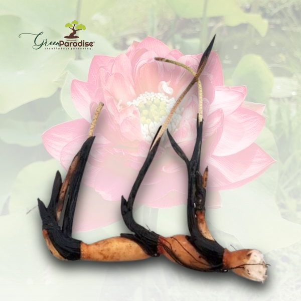 Green Paradise® Pink Lotus Tuber for Pond & Water Gardens – Healthy, Ready to Grow Aquatic Flower Plant Bulb (Pack of 3)