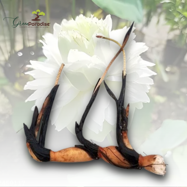 Green Paradise® White Lotus Tuber for Pond & Water Gardens – Healthy, Ready to Grow Aquatic Flower Plant Bulb