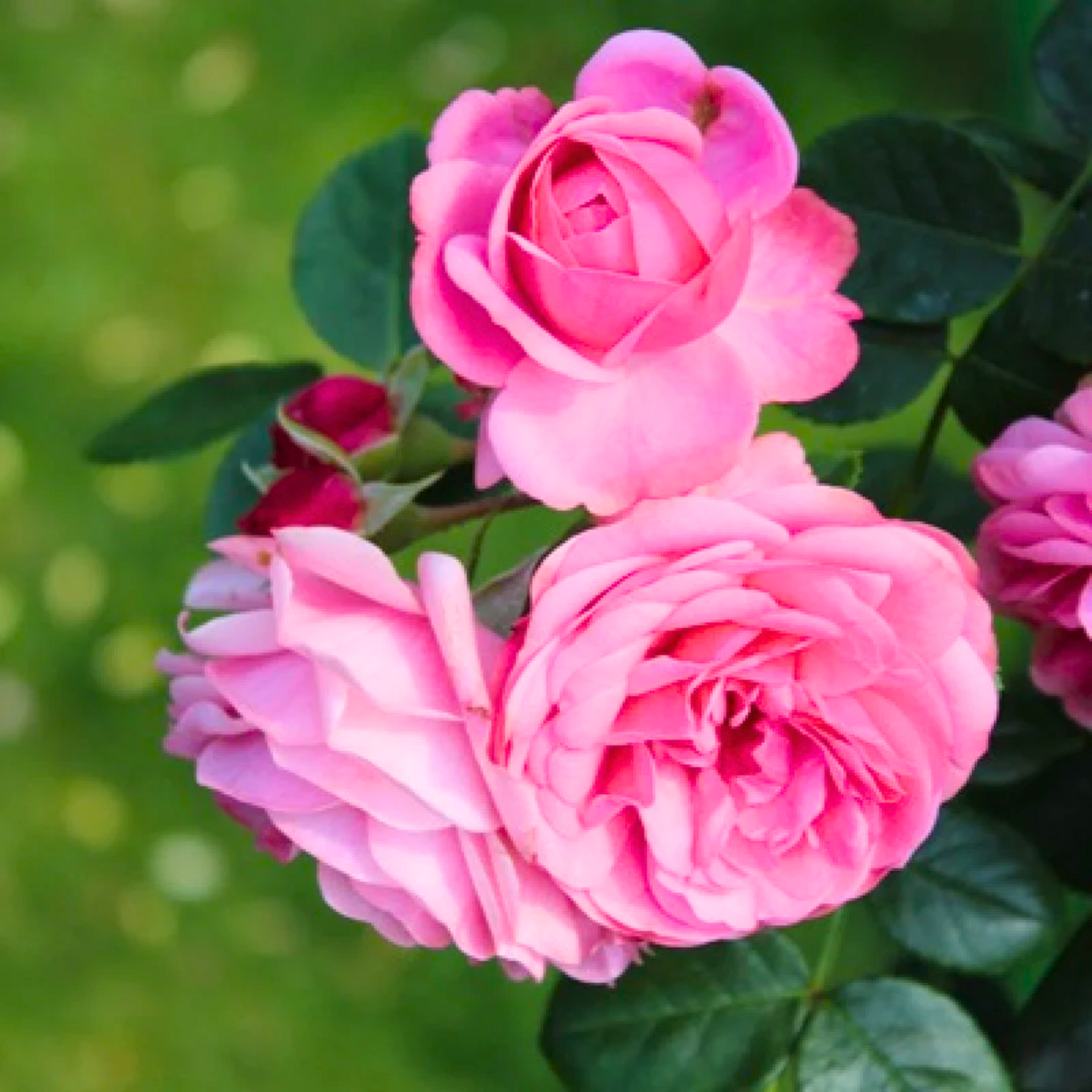 Green Paradise Desi Pink Fragrant Rose Plant Gulkand Rose Plant