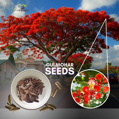 GREEN PARADISE® Red Gulmohar tree F1 Quality seeds Pack Delonix regia Red flame tree Ornamental flowering tree seeds with free germination media (pack of 20 seeds)
