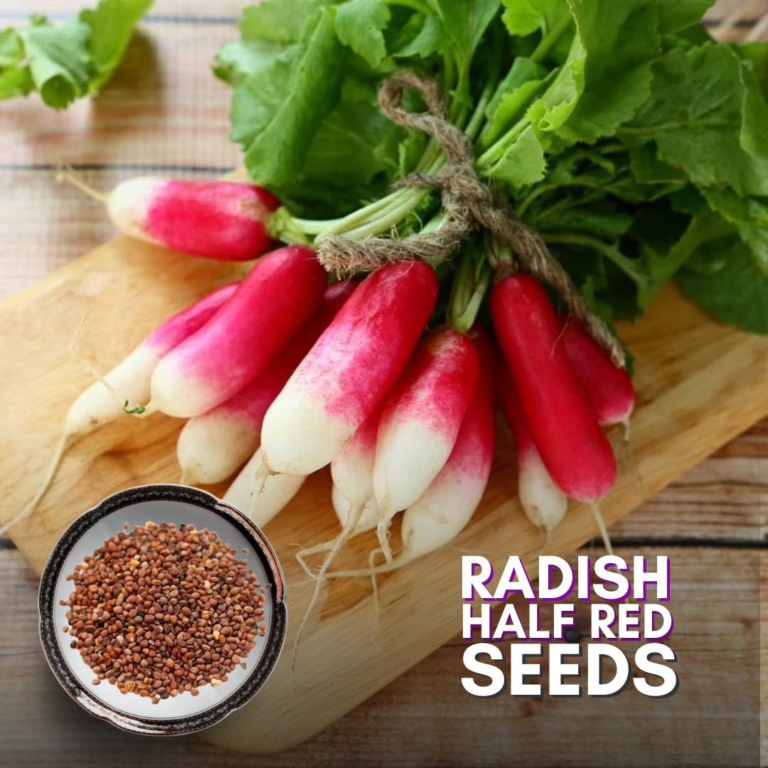 Green Paradise® Radish Half Red F1 Hybrid Seeds Pack