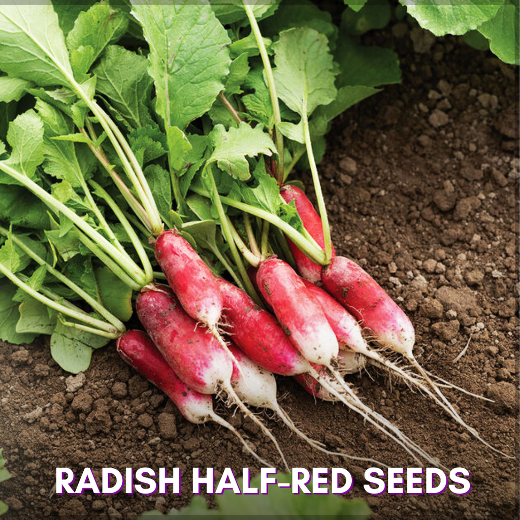 Green Paradise® Radish Half Red F1 Hybrid Seeds Pack