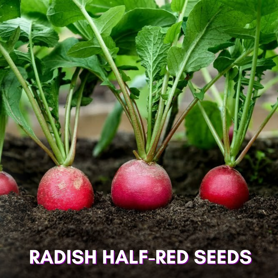 Green Paradise® Radish Half Red F1 Hybrid Seeds Pack
