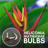 Heliconia Plant Bulbs Heliconia mathiasiae 'Mildred' 7 bulbs-Green Paradise Live