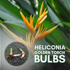 Heliconia Golden Torch plant bulbs positive energy and beautiful flowers giving Plant species. (pack of 3)