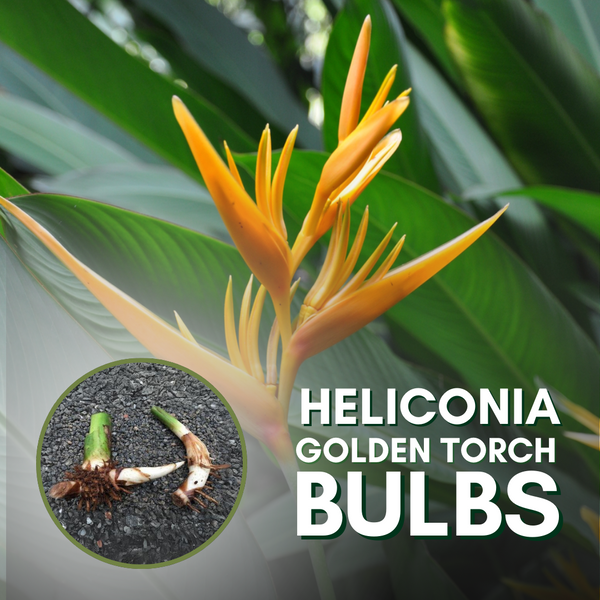 Heliconia Golden Torch plant bulbs positive energy and beautiful flowers giving Plant species. (pack of 3)