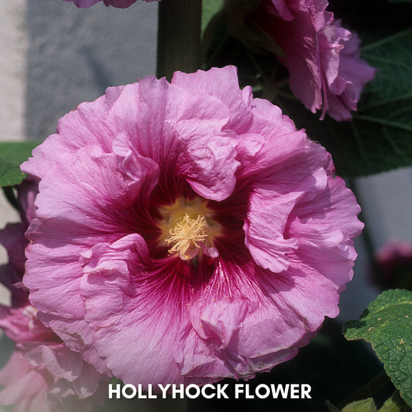 Green Paradise® Hollyhock Flower (Improved) Seeds Pack
