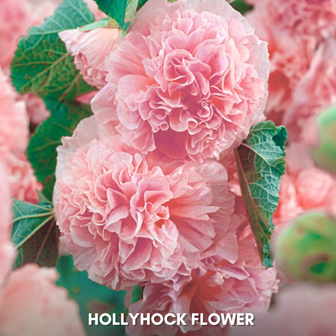 Green Paradise® Hollyhock Flower (Improved) Seeds Pack