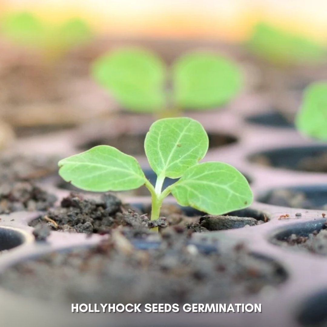 Green Paradise® Hollyhock Flower (Improved) Seeds Pack
