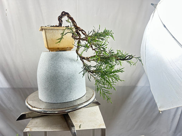 Chinensis juniper cascade bonsai