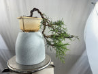Chinensis juniper cascade bonsai
