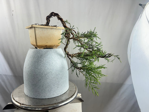 Chinensis juniper cascade bonsai