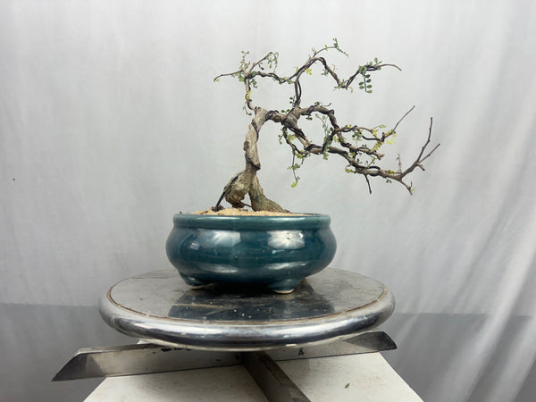 Green Paradise Operculicarya decaryi Bonsai tree mature tree