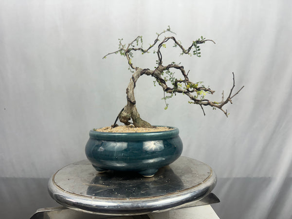Green Paradise Operculicarya decaryi Bonsai tree mature tree