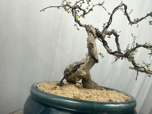 Green Paradise Operculicarya decaryi Bonsai tree mature tree