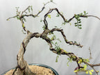 Green Paradise Operculicarya decaryi Bonsai tree mature tree