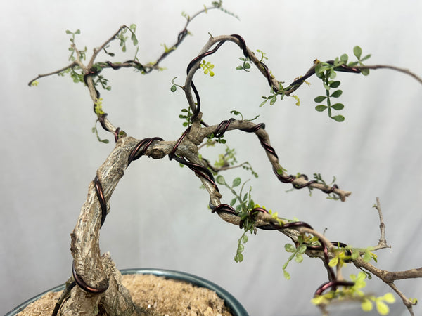 Green Paradise Operculicarya decaryi Bonsai tree mature tree