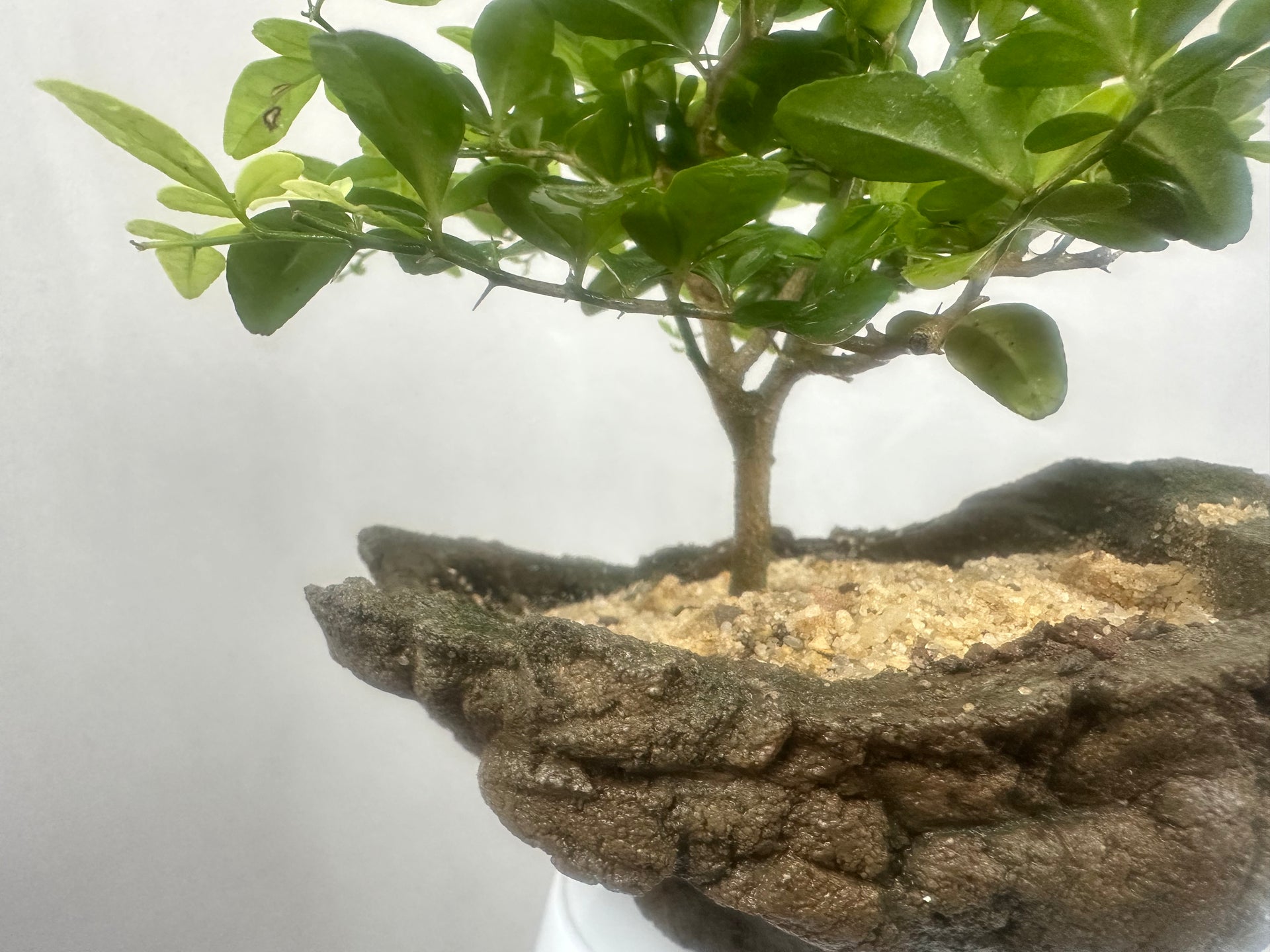 Green Paradise Cherry Lime Bonsai material tree