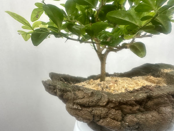 Green Paradise Cherry Lime Bonsai material tree