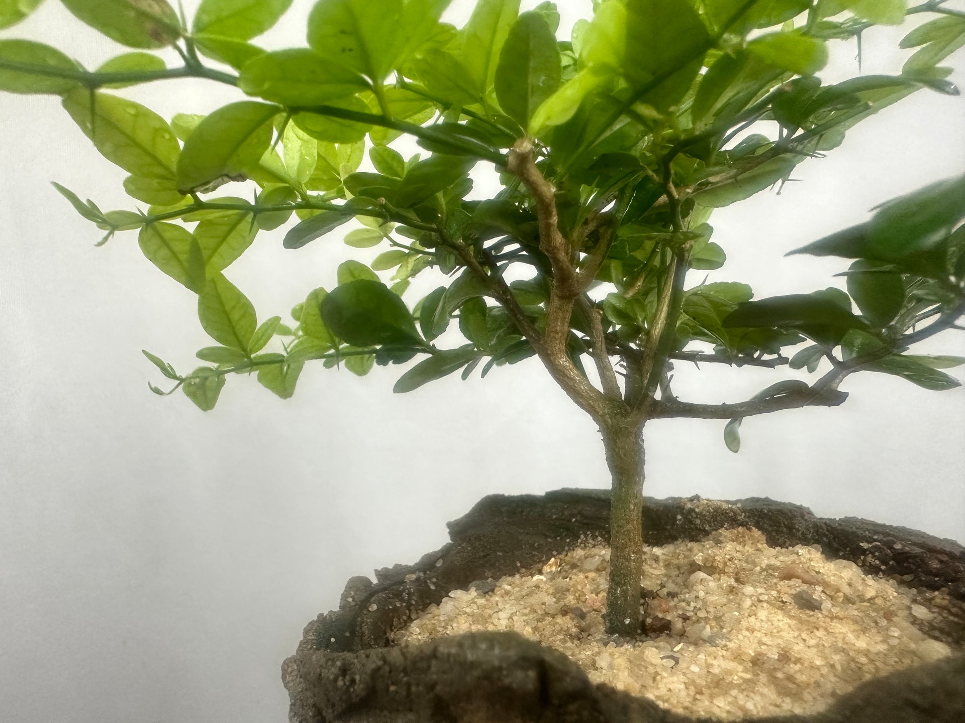 Green Paradise Cherry Lime Bonsai material tree