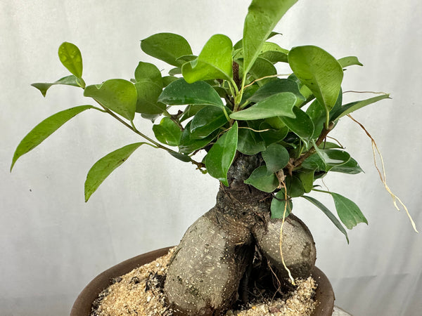 Green Paradise Ficus Ginseng Tree with ceramic planter code  021