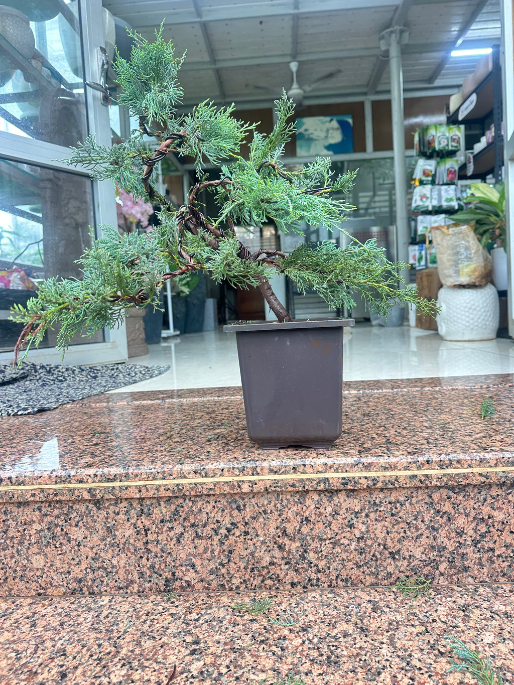 Mature Blue Juniper Bonsai Pre-Bonsai Tree | Blue Foliage | Easy-Growing Outdoor Bonsai
