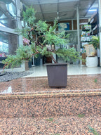 Mature Blue Juniper Bonsai Pre-Bonsai Tree | Blue Foliage | Easy-Growing Outdoor Bonsai