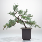 Mature Blue Juniper Bonsai Pre-Bonsai Tree | Blue Foliage | Easy-Growing Outdoor Bonsai