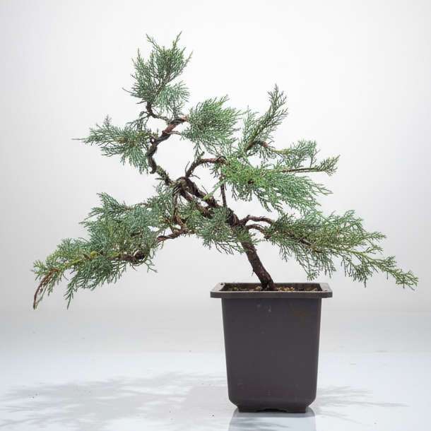 Mature Blue Juniper Bonsai Pre-Bonsai Tree | Blue Foliage | Easy-Growing Outdoor Bonsai
