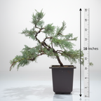 Mature Blue Juniper Bonsai Pre-Bonsai Tree | Blue Foliage | Easy-Growing Outdoor Bonsai