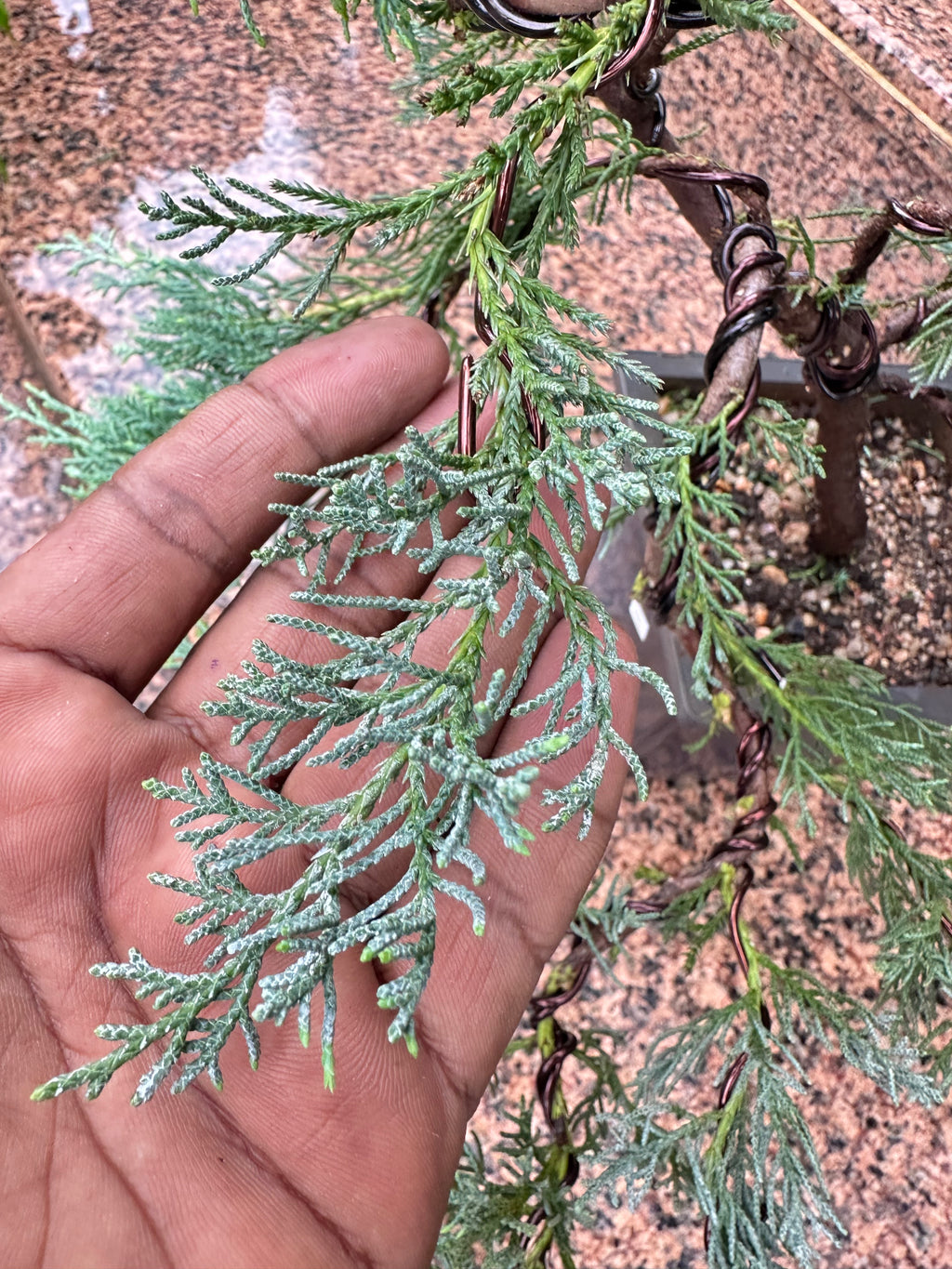 Mature Blue Juniper Bonsai Pre-Bonsai Tree | Blue Foliage | Easy-Growing Outdoor Bonsai