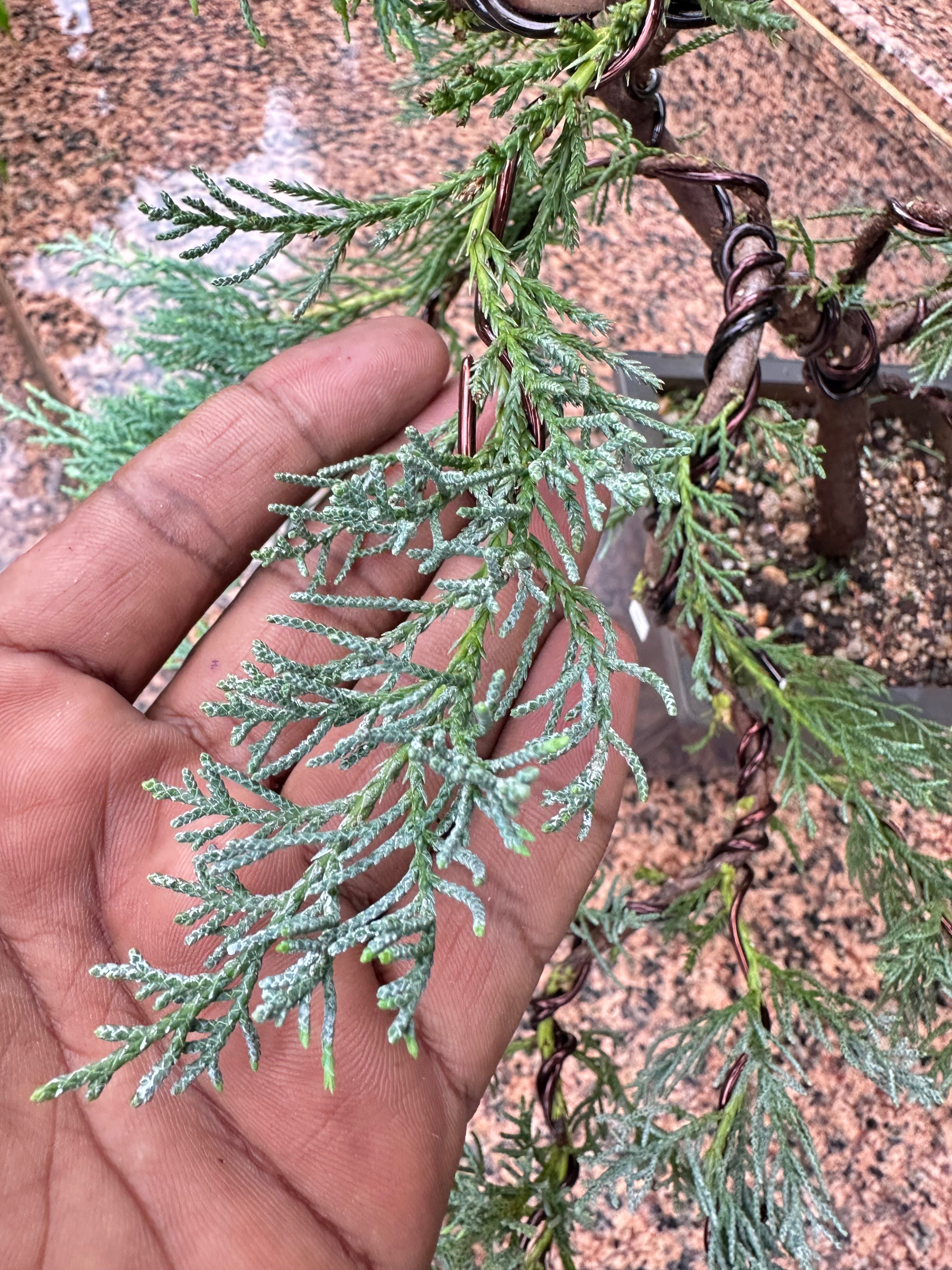 Mature Blue Juniper Bonsai Pre-Bonsai Tree | Blue Foliage | Easy-Growing Outdoor Bonsai