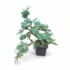 Mature Blue Juniper Bonsai Pre-Bonsai Tree | Blue Foliage | Easy-Growing Outdoor Bonsai