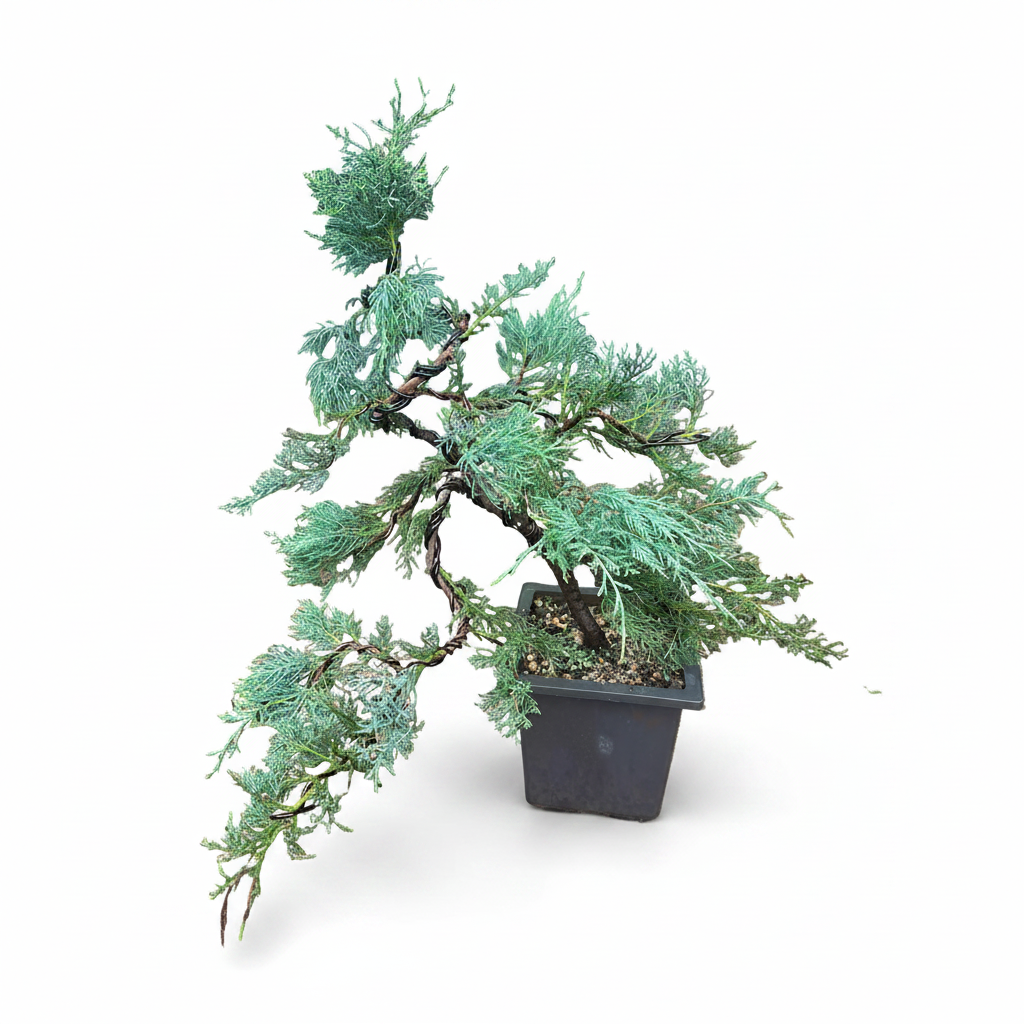 Mature Blue Juniper Bonsai Pre-Bonsai Tree | Blue Foliage | Easy-Growing Outdoor Bonsai