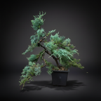 Mature Blue Juniper Bonsai Pre-Bonsai Tree | Blue Foliage | Easy-Growing Outdoor Bonsai