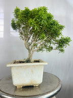 Muraya compacta bonsai tree 001 (Get the same tree shown in image)