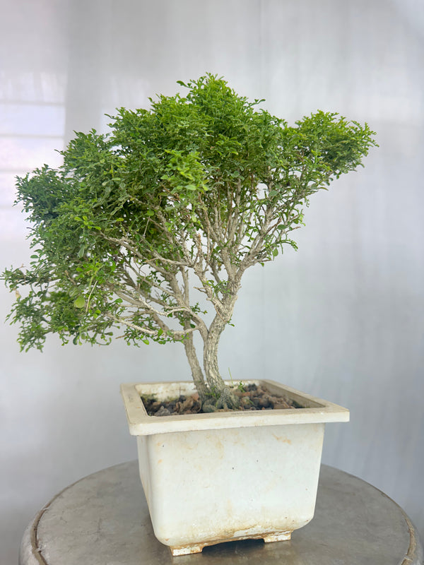 Muraya compacta bonsai tree 001 (Get the same tree shown in image)