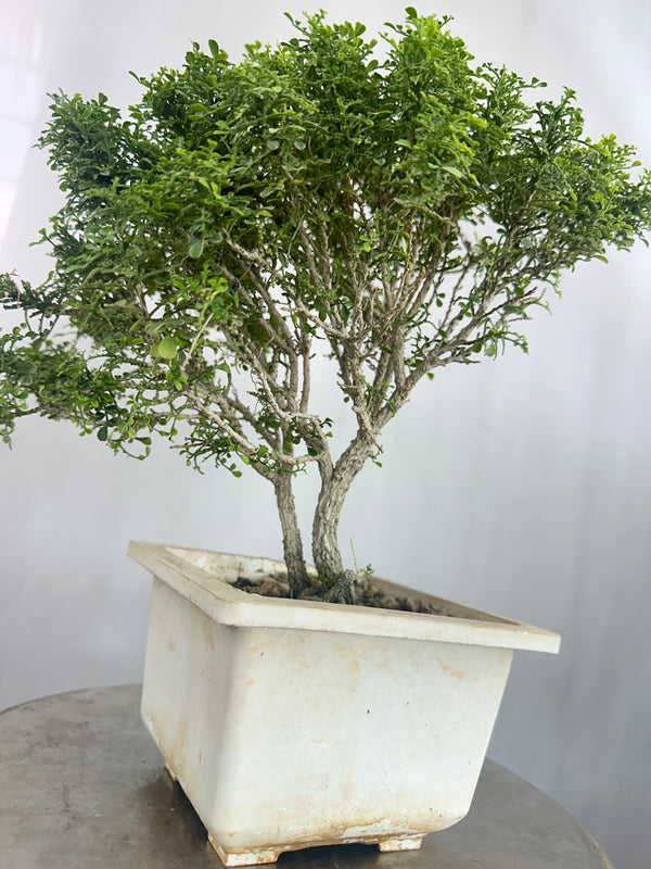 Muraya compacta bonsai tree 001 (Get the same tree shown in image)